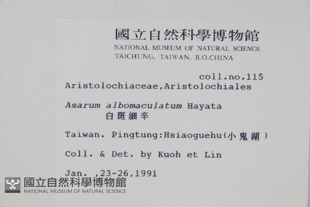 白斑細辛藏品圖，第2張