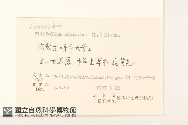 線葉菊藏品圖，第2張