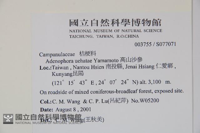 高山沙參藏品圖，第2張