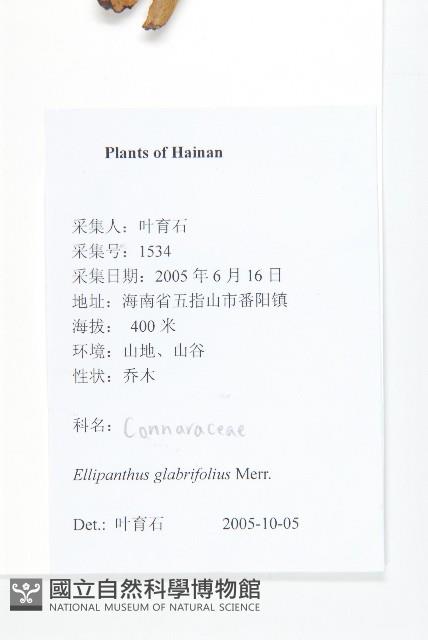 單葉豆藏品圖，第2張