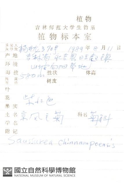 京鳳毛菊藏品圖，第2張