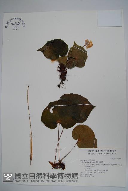 蘭嶼秋海棠藏品圖，第1張