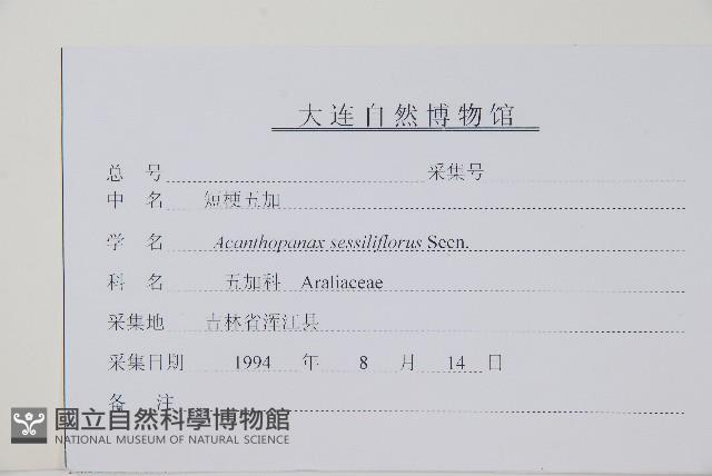 短梗五加藏品圖，第2張