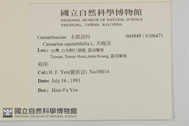 木麻黃藏品圖，第2張