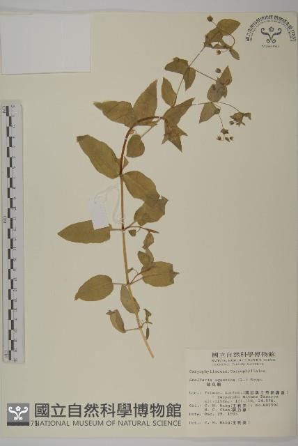 鵝兒腸藏品圖，第1張