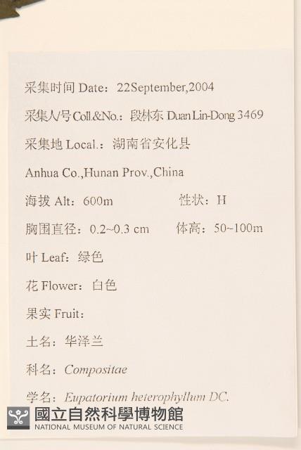 異葉澤蘭藏品圖，第2張