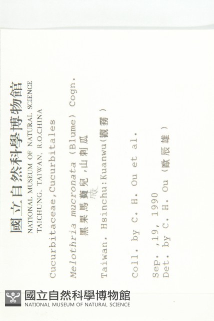 黑果馬交兒藏品圖，第2張