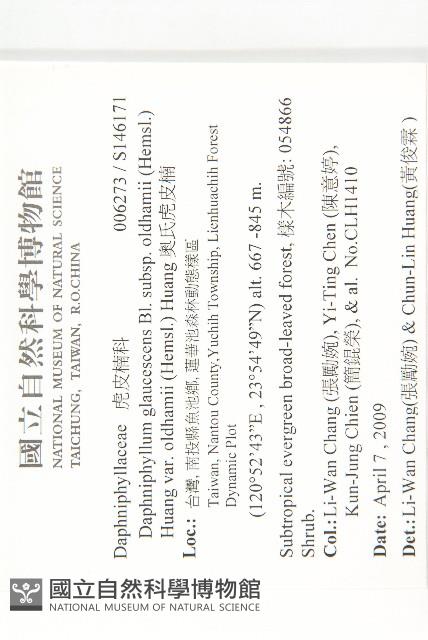 奧氏虎皮楠藏品圖，第2張