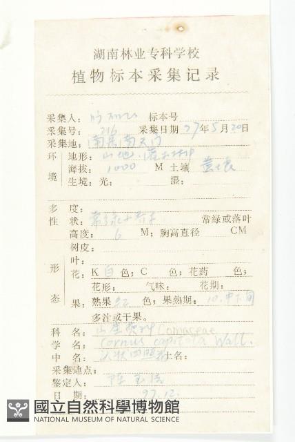 頭狀四照花藏品圖，第2張