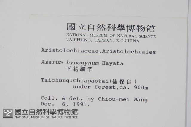 下花細辛藏品圖，第2張