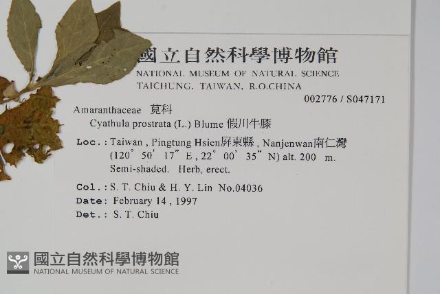 假川牛膝藏品圖，第2張