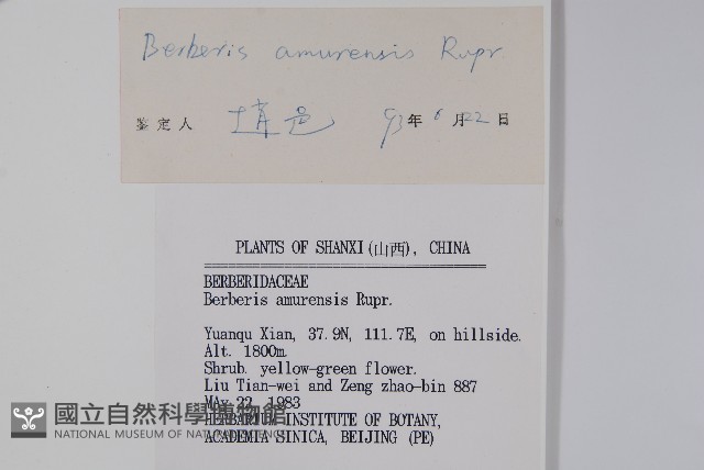 大葉小蘗藏品圖，第2張