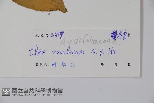 洞果冬青藏品圖，第2張