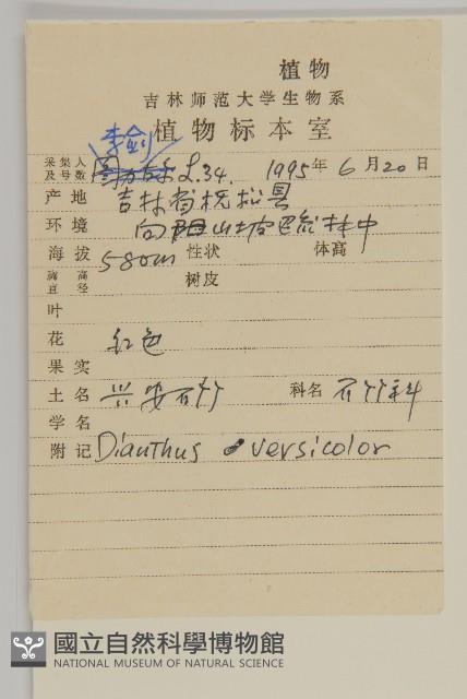 興安石竹藏品圖，第2張