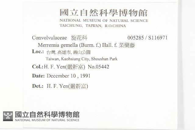 菜欒藤藏品圖，第2張