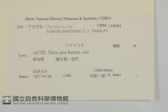 裸花鹼蓬藏品圖，第2張