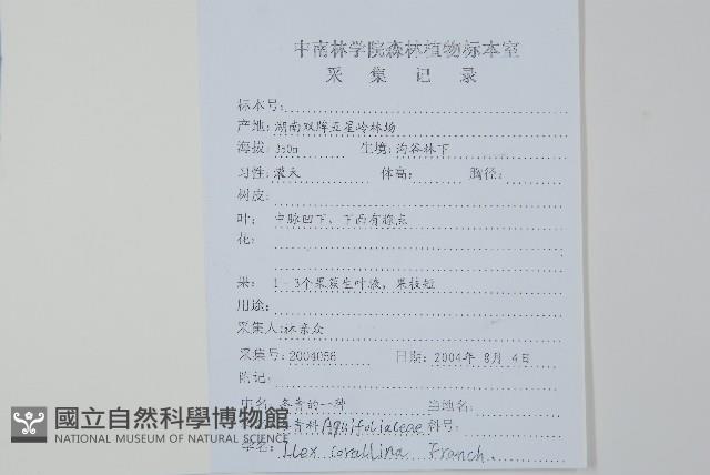 珊瑚冬青藏品圖，第2張