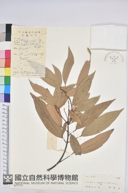 粗糠柴藏品圖，第1張