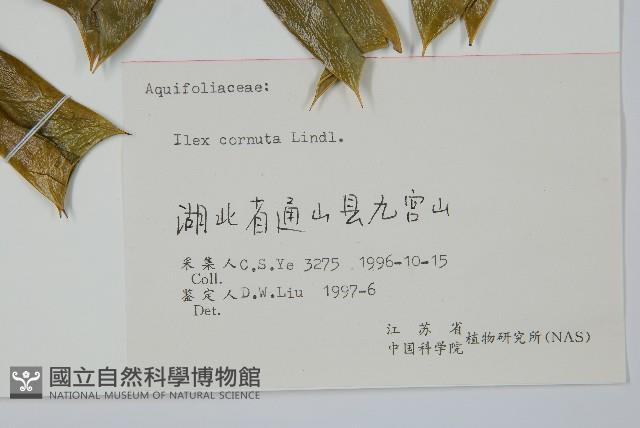 枸骨藏品圖，第2張