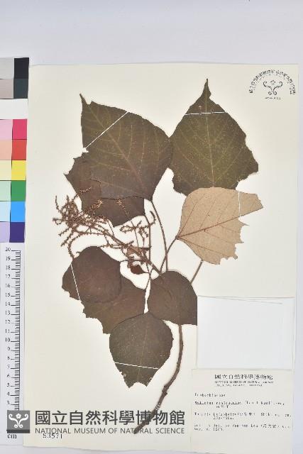 白匏子藏品圖，第1張