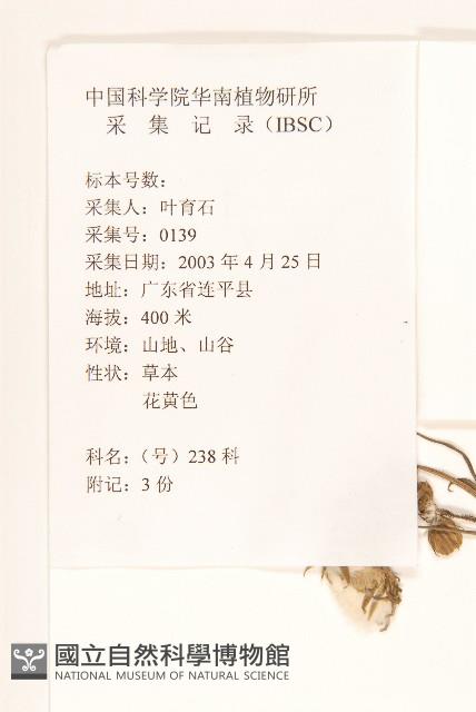 苦苣菜藏品圖，第2張