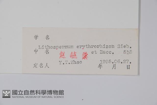 紫草藏品圖，第2張