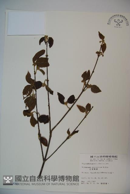 呂宋莢迷藏品圖，第1張