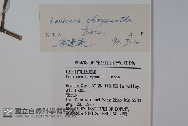 金花忍冬藏品圖，第2張