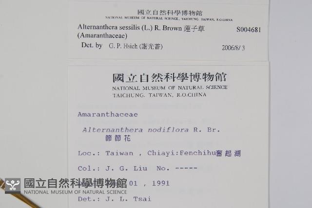 蓮子草藏品圖，第2張