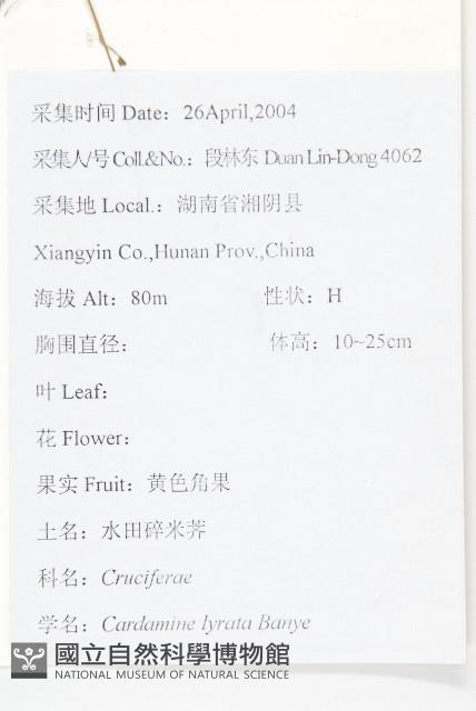 水田碎米薺藏品圖，第2張