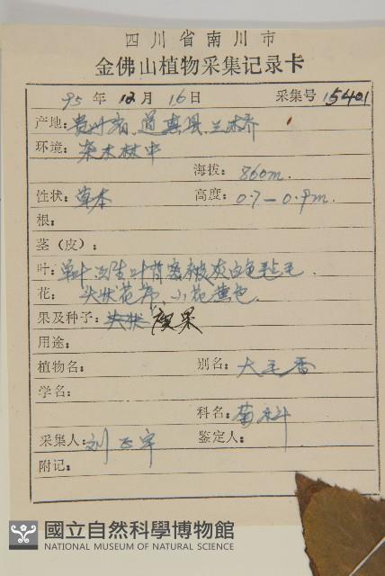 薄葉艾納香藏品圖，第2張