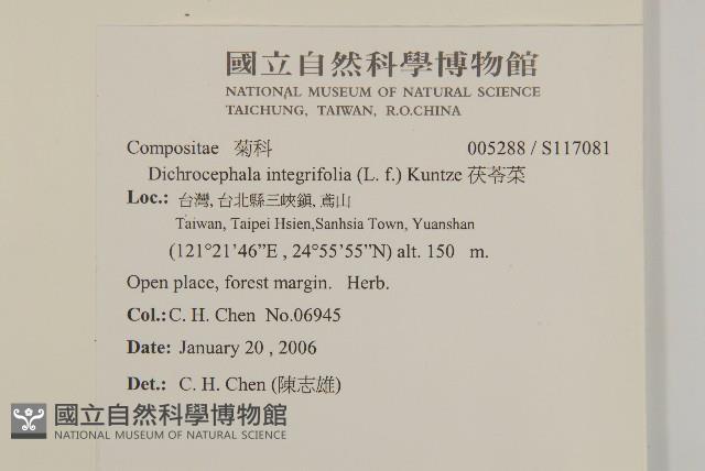 茯苓菜藏品圖，第2張