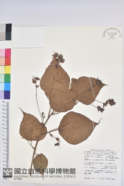 血桐藏品圖，第1張