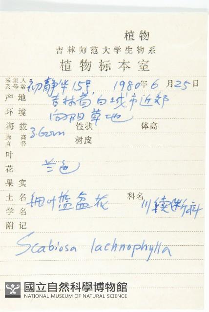 細葉藍盆花藏品圖，第2張