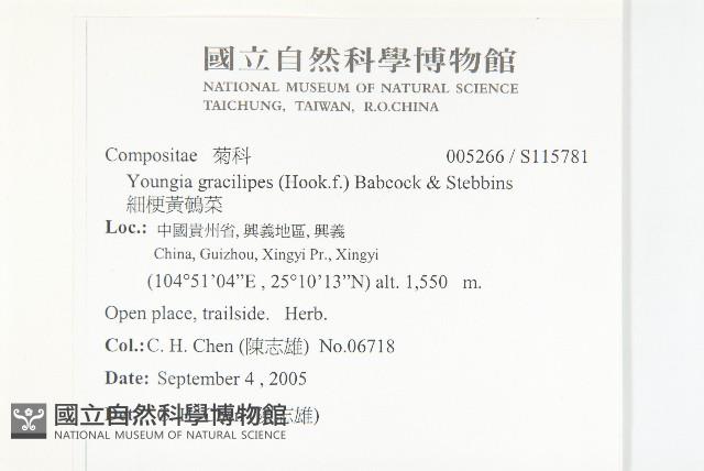 細梗黃鵪菜藏品圖，第2張