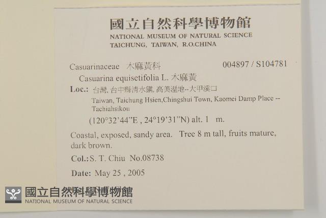 木麻黃藏品圖，第2張