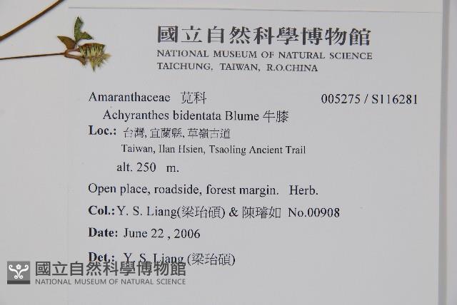 牛膝藏品圖，第2張