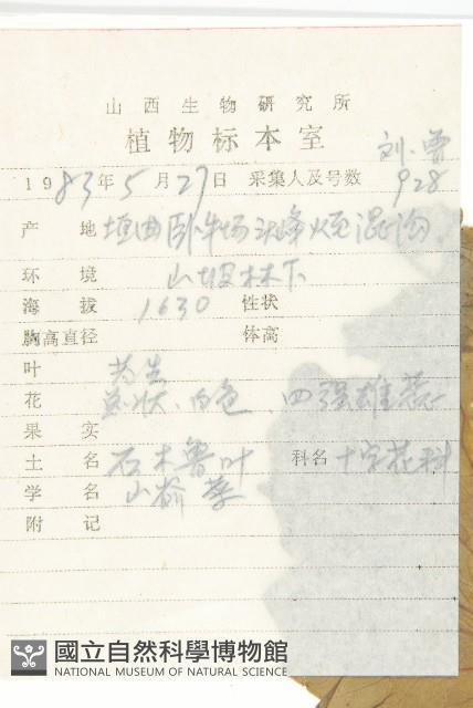 山俞菜藏品圖，第2張