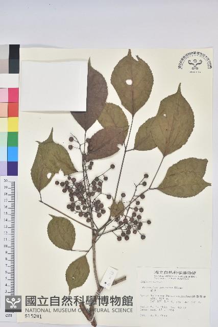 茄苳、重陽木藏品圖，第1張