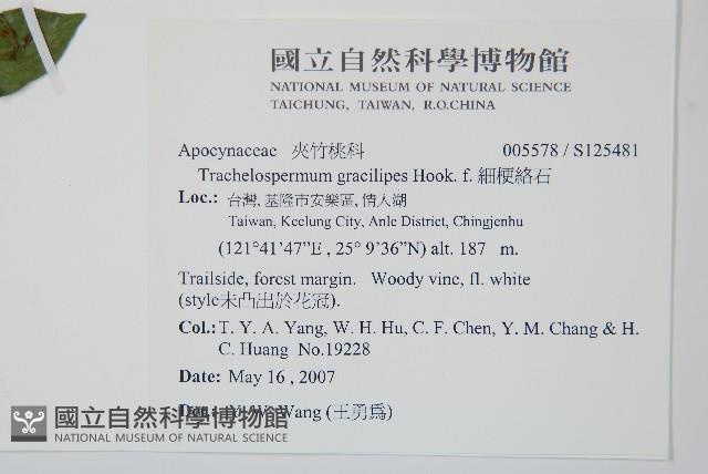 細梗絡石藏品圖，第2張