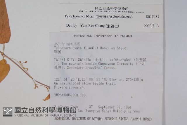 通天蓮藏品圖，第2張