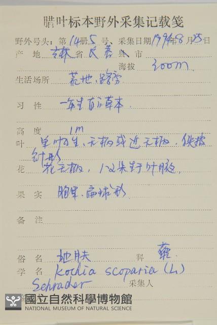 地膚、掃手草藏品圖，第2張