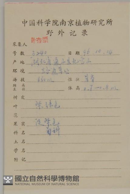 小葉一點紅藏品圖，第2張