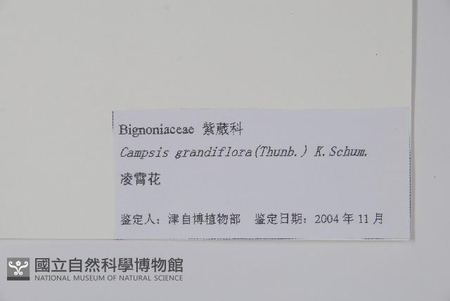 紫葳, 凌霄花藏品圖，第2張