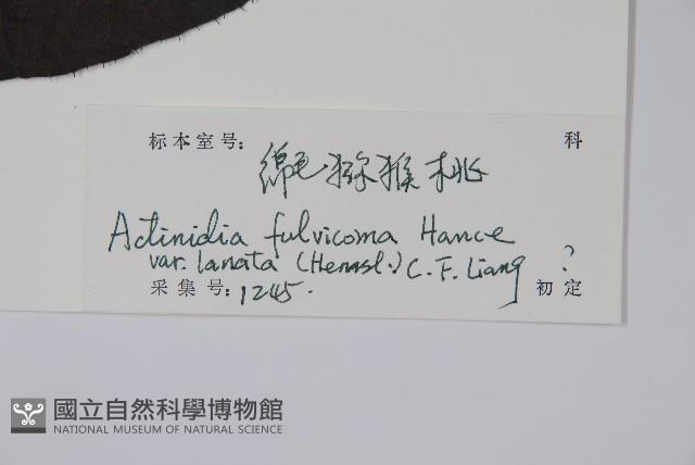 絲毛獼桃藏品圖，第2張