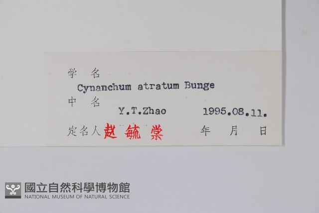 牛皮消、白薇藏品圖，第2張