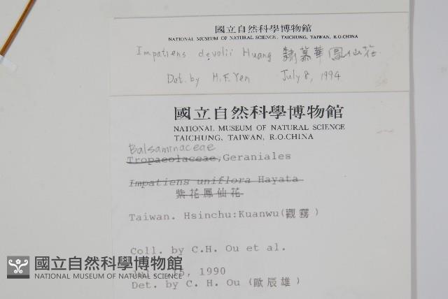 棣慕華鳳仙花藏品圖，第2張