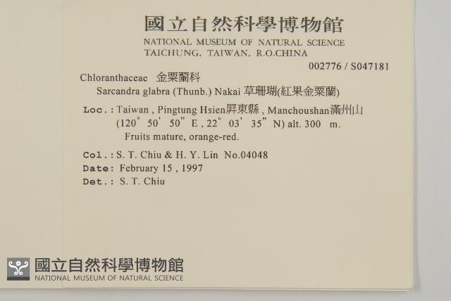 草珊瑚、紅果金粟蘭藏品圖，第2張