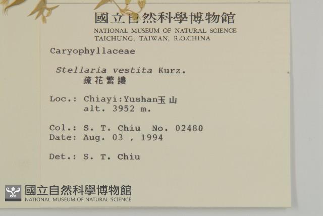 疏花繁縷藏品圖，第2張