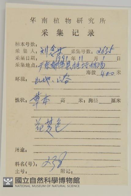 大頭艾納香藏品圖，第2張